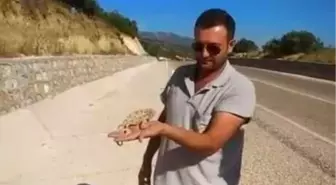 Ezilmekten Kurtardıkları Bukalemunu Doğaya Bıraktılar