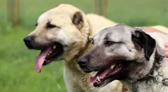 Kurt Saldırılarının Arttığı İtalya, Kangal Köpeklerini Tartışıyor