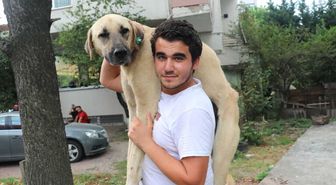 Hasta Köpeği Tedavi Ettirmek İçin Sırtında Taşıyan Koca Yürekli Genç Konuştu