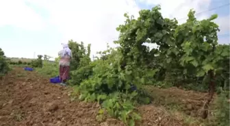 Üzüm Kabuğu ve Çekirdeği de Ekonomiye Kazandırılıyor - Tekirdağ