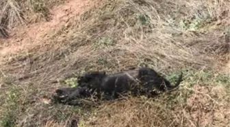 Bolu'da Yavru Köpekleri Tüfekle Vurdular