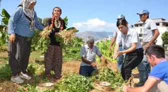 Bozyazı'da Yol Kenarlarına Ekilen Yer Fıstıkları Hasat Edildi