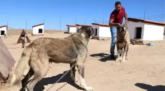 İtalyanlar ile Kangallar İçin İlk Anlaşma Sağlandı