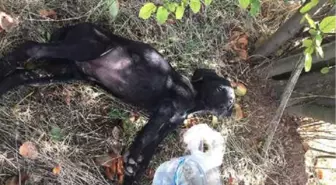 Köpekleri Ağaca Asıp Tüfekle Vurmuşlar