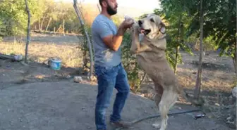 Köpek Merakı Geçim Kaynağı Oldu