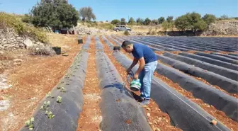 Zahter' Diyarında Artık 'Çilek' Yetişecek