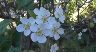 Armut Ağacı Eylülde Çiçek Açtı