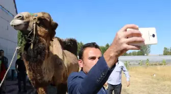 Deveyi Gören Telefona Sarıldı