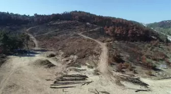 Bursa'da Lüks Villaların Yanında Küle Dönen Ciğerleri Yeniden Yeşeriyor