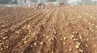 Tokat'ta Beyaz Patates Hasadı Başladı