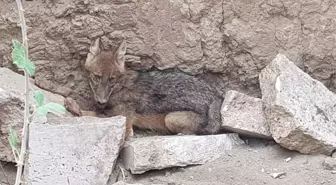 Çukura Düşen Çakal Kurtarıldı