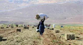 Hasat Artığı Yer Fıstıklarını Toplamak İçin Tarlaya Koştular