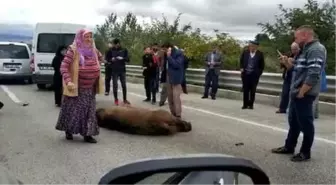 Kazada Ölen Ayıya 'Allah Kahretsin Seni; Arabam Mahvoldu' Diye Beddua Etti (2)- (Yeniden)