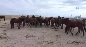 Yılkı Atları Kırgızların Elinde Evcilleşiyor