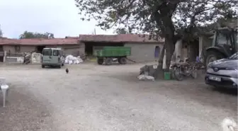 Boğanın Saldırısına Uğrayan Besici Öldü