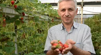 Geleceğin Tarımı Topraksız Yapılacak