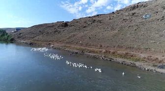 Kazlar Kış Mevsimine Hazırlanıyor
