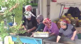 Yozgat Cumhurbaşkanı Yardımcısı Oktay, Yozgat'ta Elma Hasadına Katıldı