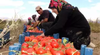 Bin Dönümlük Arazide 3 Ortaklı Sebze ve Meyve Üretimi