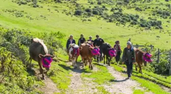 Doğu Karadeniz'de Yaylalardan Köylere Göç Başladı