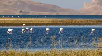 Van'da Doğu'nun Kanatları Erçek Gölü 8. Flamingo Festivali