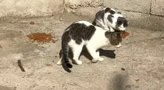 Bolu'da, Sokak Hayvanları Muayene Edildi