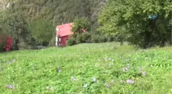 Doğal Meteoroloji Sistemi 'Vargit Çiçekleri' Yaylaları Süslüyor