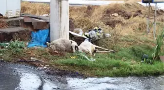 Trafo Altında Otlayan Koyunlar Akıma Kapılarak Telef Oldu