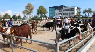 Biga 5. Sığır Güzellik Yarışması Yapıldı