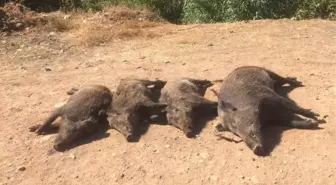 Domuz Süreleri Kabus Oldu, Avcılar Sürek Avı Başlattı