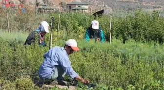 Kursiyerler İlçenin Peyzaj İhtiyacını Karşılıyor