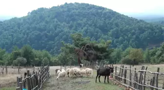 Çanakkale'de Koç Sahibini Öldürdü