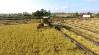 Sinop'ta Çeltik Hasadına Başlandı