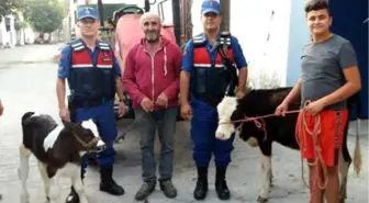 Hayvan Hırsızlığı Şüphelileri Uyuşturucuyla Yakalandı