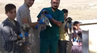 Yavru Köpeklere Öğrenciler Sahip Çıktı