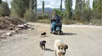 15 Yıldır Sokak Hayvanlarına Bakıyor