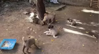 Bodruma Giren Hırsızlar 11 Kangal Köpeği Yavrusunu Çaldı