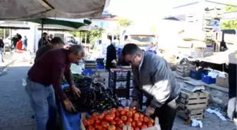 Domatesi Tuta Hastalığı Vurdu