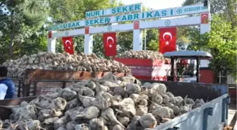 Uşak'ta Pancar Alım Kampanyası Başladı