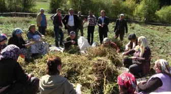 Artvin'de İmece Usulüyle Türküler Eşliğinde Kuru Fasulye Hasadı Gerçekleştirildi