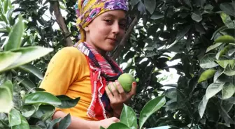 Erkenci Portakal Hasadı Başladı