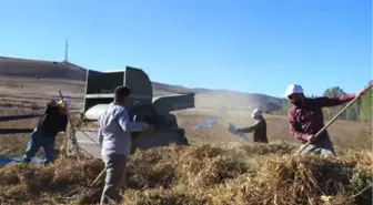 Gümüşhane'de Kuru Fasulye Hasadı Başladı