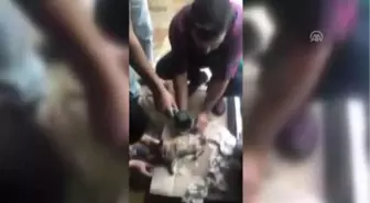 Selden Kurtarılan Yavru Kedi Telef Oldu