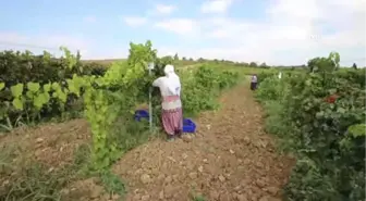 Kadınlar Pekmez Yapımına Başladı - Tekirdağ