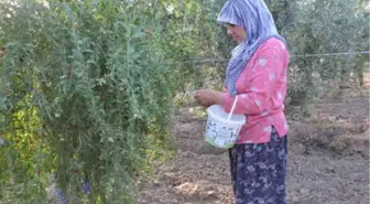 7 Yıl Önce Aydın'da Goji Berry Meyvesini Yetiştirmeye Başlayan Çift, Siparişlere Yetişemiyor