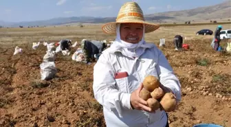 Köse'de Patates Hasadı Tarla Günü Yapıldı