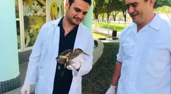 Yaralı Balaban Tedavi Altına Alındı