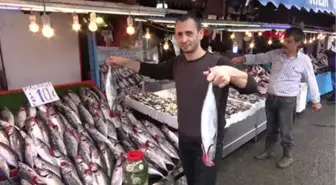Karadeniz'de Palamut Fiyatlarını Stok Vurdu