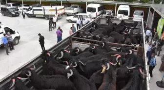 Teke Adayı Oğlaklar Sahiplerini Buldu