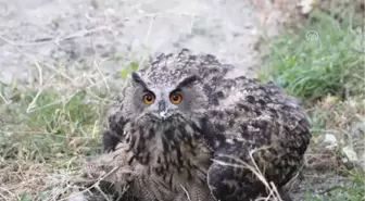 Yaralı Bulunan Baykuş Tedavi Altına Alındı